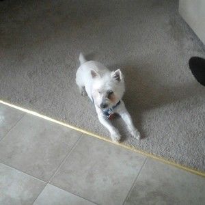 Meet your Posher, Roxanne